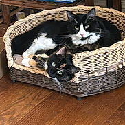 Sadie And Sylester is registered to the contest to win money with this photo: cat, cats, black_and_white, basket, woven_basket, pet_bed, indoor, wooden_floor, board_games, relaxing, cozy, feline, animal, two_animals, green_eyes, resting, cute, domestic_animal, curious, snuggling