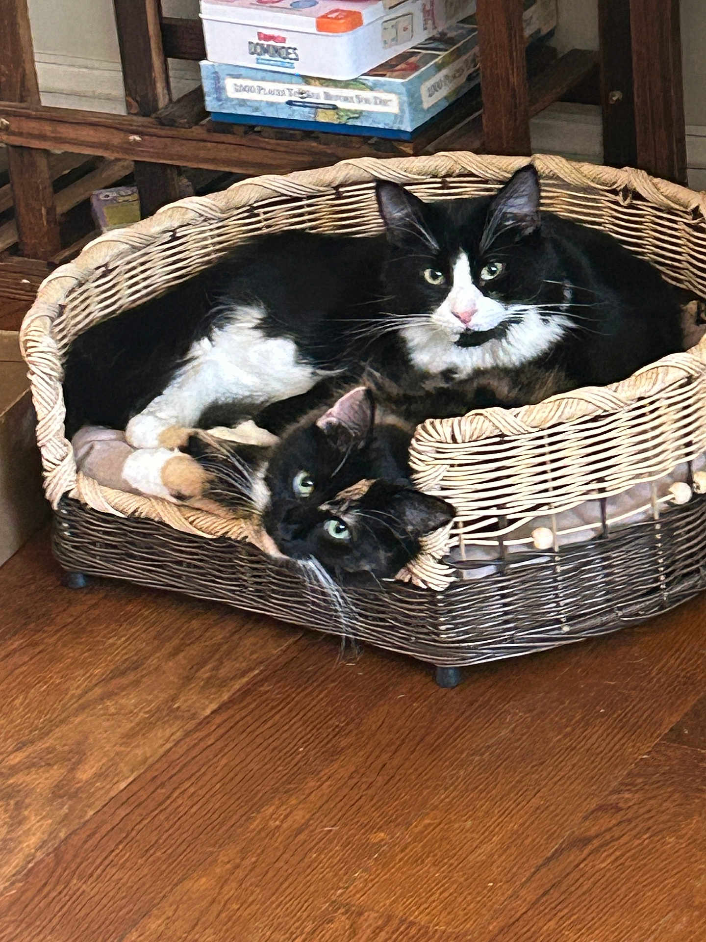 Sadie And Sylester is registered to the contest to win money with this photo: cat, cats, black_and_white, basket, woven_basket, pet_bed, indoor, wooden_floor, board_games, relaxing, cozy, feline, animal, two_animals, green_eyes, resting, cute, domestic_animal, curious, snuggling