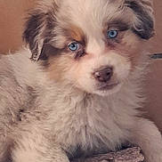 Anouk participe au concours pour gagner de l'argent avec cette photo : puppy, dog, blue_eyes, fluffy, cute, pet, animal, young, fur, close_up, portrait, indoor, resting, brown, white, head, face, nose, ears, adorable