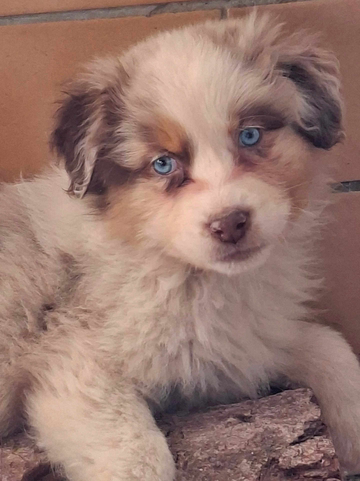 Anouk participe au concours pour gagner de l'argent avec cette photo : puppy, dog, blue_eyes, fluffy, cute, pet, animal, young, fur, close_up, portrait, indoor, resting, brown, white, head, face, nose, ears, adorable