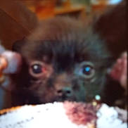 Mandy is registered to the contest to win money with this photo: dog, puppy, close_up, blurry, eyes, face, blanket, furry, cute, pet, animal, indoor, dark_fur, nose, looking, small, soft, background, curious, cozy