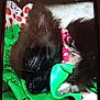 Mandy is registered to the contest to win money with this photo: dog, sleeping, black_fur, pink_collar, blanket, green, peace_signs, cozy, pet, indoor, close_up, fur, cute, resting, animal, domestic, companion, relaxing, soft, adorable