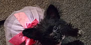 Mandy is registered to the contest to win money with this photo: dog, puppy, black_dog, tutu, pink_bow, carpet, pet, cute, small_dog, animal, costume, indoor, fur, ears, eyes, lying_down, adorable, playful, domestic_animal, funny