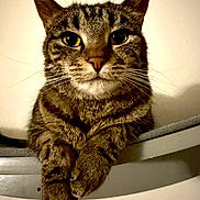 Mows joined the competition — help win amazing prizes! cat, tabby, animal, pet, feline, whiskers, paws, closeup, portrait, indoor, looking, ears, fur, cute, domestic, mammal, face, resting, household, curious