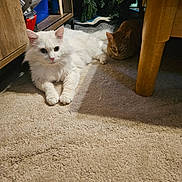 Klaus is registered to the contest to win money with this photo: cat, white_cat, ginger_cat, carpet, wooden_table, christmas_tree, indoor, pets, furniture, relaxed, animal, fur, cute, home, holiday, cozy, resting, two_animals, domestic, floor