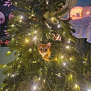 Alice joined the competition — help win amazing prizes! cat, christmas_tree, lights, indoor, decorations, orange_cat, holiday, greenery, festive, animal, pet, curious, cozy, ornament, twinkle_lights, holiday_decor, feline, home, celebration, nature