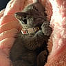 Frost Blue Hannah joined the competition — help win amazing prizes! adorable, animal, blanket, cat, collar, cozy, cute, feline, fur, indoor, kitten, paw, peaceful, pet, pink, resting, sleeping, small, soft, warm_light