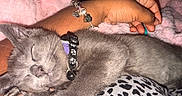 Frost Blue Hannah is registered to the contest to win money with this photo: arm, blanket, bracelet, cat, charm_bracelet, close_up, collar, cozy, domestic_animal, fur, gray_cat, indoor, kitten, leopard_print, paw, person, pet, pink_blanket, resting, sleeping
