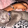 arm, blanket, bracelet, cat, charm_bracelet, close_up, collar, cozy, domestic_animal, fur, gray_cat, indoor, kitten, leopard_print, paw, person, pet, pink_blanket, resting, sleeping