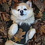 dog, autumn_leaves, fall, sweater, cute, fluffy, outdoor, pet, lying_down, nature, leaf, relaxed, canine, grass, seasonal, brown, white, animal, portrait, cozy
