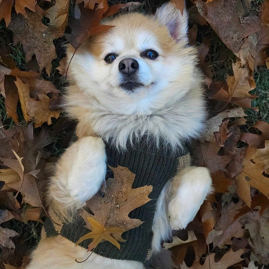 Obi-Wan is registered to the contest to win money with this photo: animal, autumn_leaves, brown, canine, cozy, cute, dog, fall, fluffy, grass, leaf, lying_down, nature, outdoor, pet, portrait, relaxed, seasonal, sweater, white