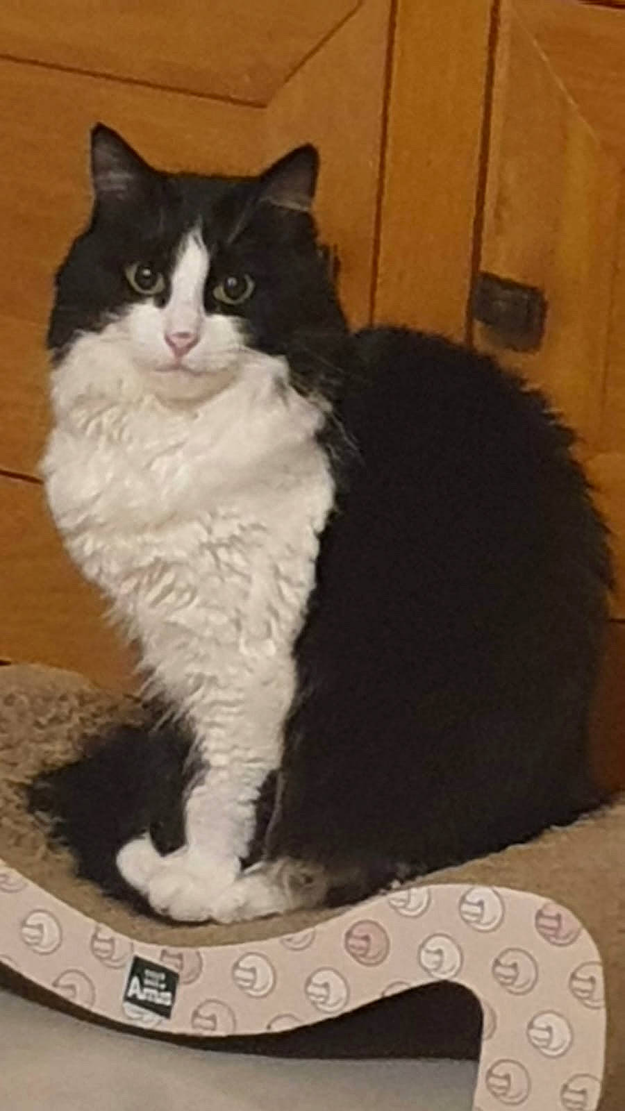 Izy a rejoint le concours — aidez-le/la à gagner de superbes lots ! carnivore, cat, cat_supply, claw, comfort, domestic_short_haired_cat, eye, felidae, formal_wear, fur, paw, sitting, small_to_medium_sized_cats, snout, tail, whiskers