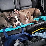Hammerhead joined the competition — help win amazing prizes! dog, sleeping, car_interior, backseat, towel, blue, leather_seat, resting, cozy, pet, animal, nap, companion, travel, vehicle, two_dogs, brown_dog, gray_dog, closeup, domestic_animal