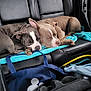 dog, sleeping, car_interior, backseat, towel, blue, leather_seat, resting, cozy, pet, animal, nap, companion, travel, vehicle, two_dogs, brown_dog, gray_dog, closeup, domestic_animal