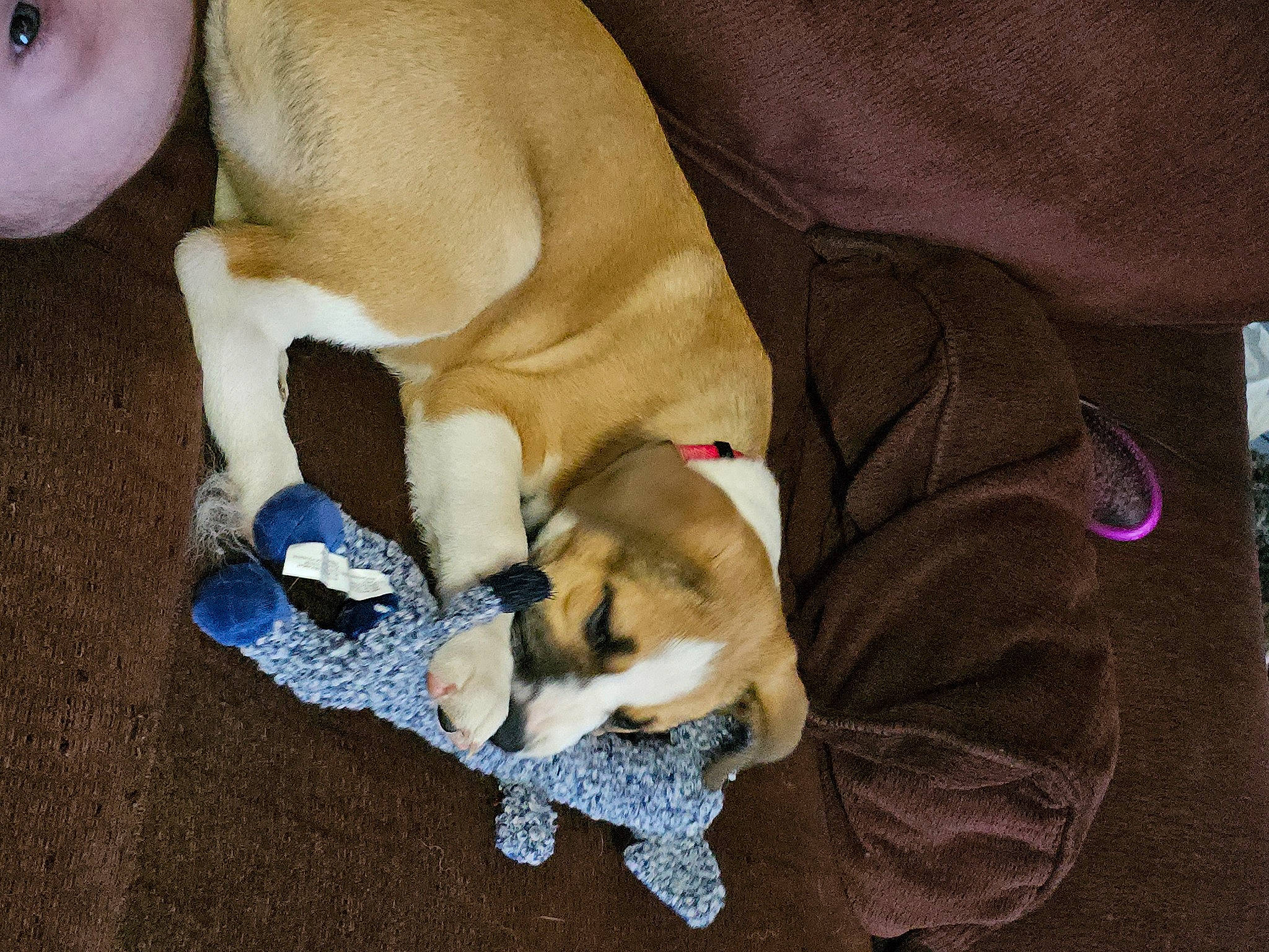 Sasha is registered to the contest to win money with this photo: basenji, canidae, carnivore, comfort, companion_dog, dog, dog_bed, dog_breed, dog_supply, fawn, nap, non_sporting_group, paw, pet_supply, puppy_love, sporting_group, tail, toy_dog, watch, working_animal