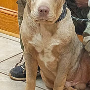Maxx is registered to the contest to win money with this photo: brown_coat, camo_pants, canine, companion, dog, domestic_animal, ears, expression, face, indoor, leash, light_coat, paws, person, pet, resting, seated, sneakers, tile_floor, wood_paneling