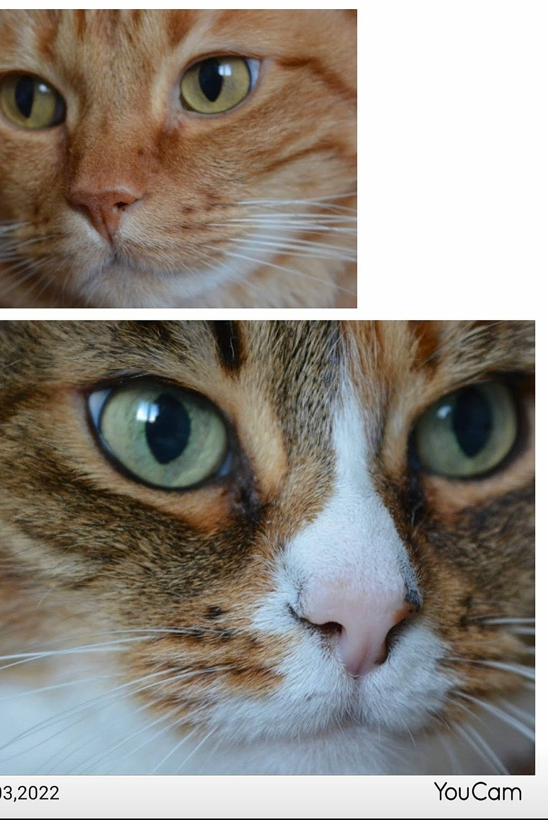 Nina a rejoint le concours — aidez-le/la à gagner de superbes lots ! art, carnivore, cat, close_up, collage, curious, domestic_short_haired_cat, eye, eyelash, felidae, fur, iris, photo_caption, photography, rectangle, small_to_medium_sized_cats, snout, stock_photography, whiskers, wildlife