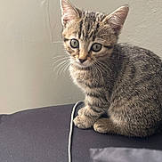 Mamas is registered to the contest to win money with this photo: cat, kitten, tabby, striped_fur, pet, animal, sitting, bed, indoors, portrait, closeup, whiskers, ears, eyes, brown_fur, gray_fur, soft_lighting, home, cord, alert