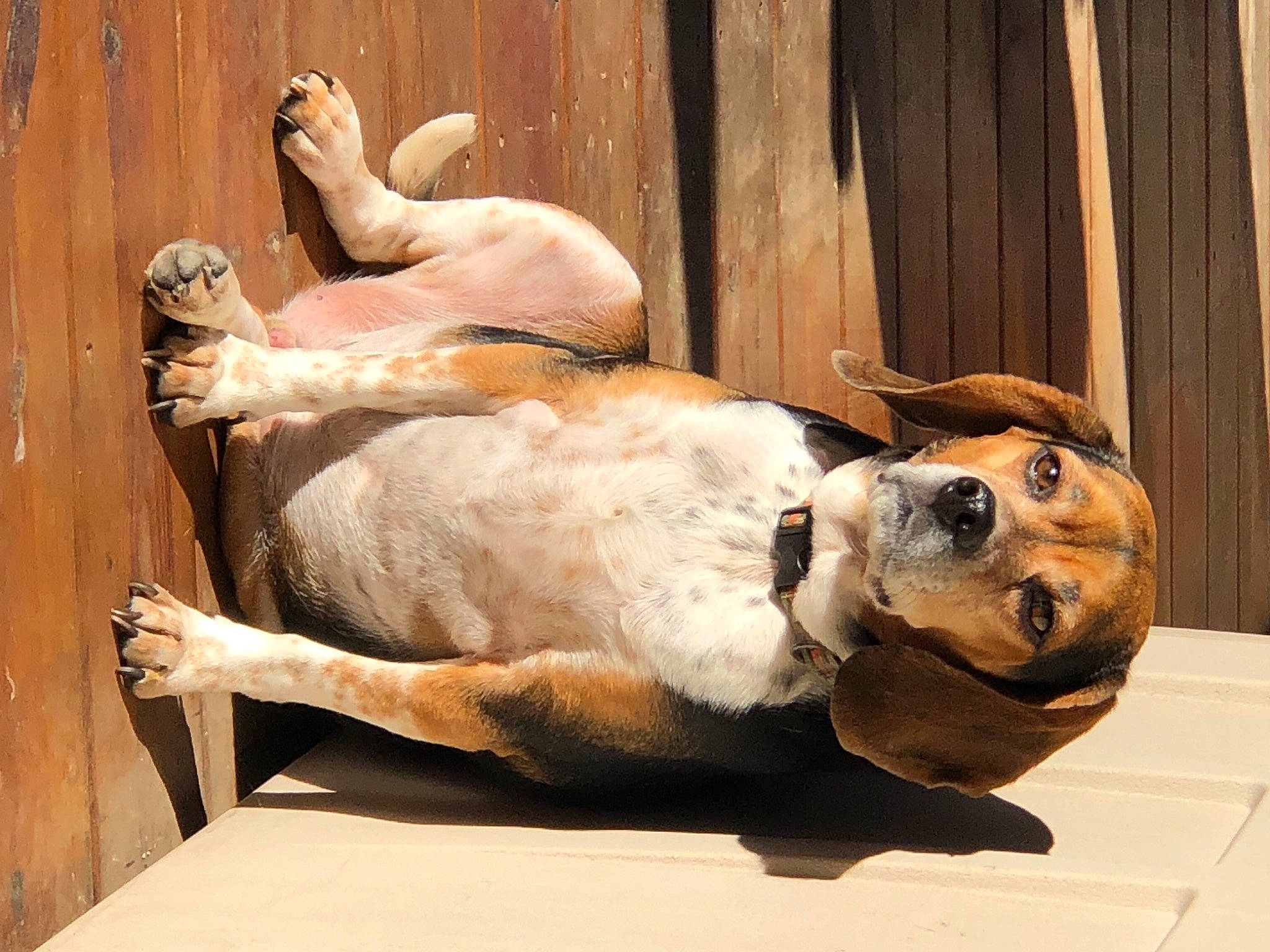 Moose is registered to the contest to win money with this photo: art, canidae, carnivore, companion_dog, dog, dog_breed, fawn, felidae, fur, paw, sculpture, snout, sporting_group, tail, terrestrial_animal, visual_arts, whiskers, window, wood, working_animal