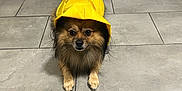 Ratchet a rejoint le concours — aidez-le/la à gagner de superbes lots ! dog, yellow_raincoat, pet, indoor, tiled_floor, small_dog, curious, brown_fur, black_fur, animal, canine, rainwear, waiting, cute, companion, portrait, floor_tile, domestic_animal, alert, indoors
