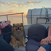 Ratchet a rejoint le concours — aidez-le/la à gagner de superbes lots ! dog, boat, sunset, water, sky, clouds, bench, people, happy, outdoor, nature, leash, relaxing, seascape, animal, pet, smiling, casual, travel, vacation