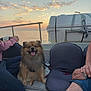 dog, boat, sunset, water, sky, clouds, bench, people, happy, outdoor, nature, leash, relaxing, seascape, animal, pet, smiling, casual, travel, vacation