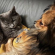 Nova participe au concours pour gagner de l'argent avec cette photo : cat, dog, gray_cat, brown_dog, pet, resting, couch, leather, blanket, fur, close_up, indoor, sleepy, paw, companion, animal, cozy, relaxed, friendship, domestic