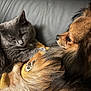 cat, dog, gray_cat, brown_dog, pet, resting, couch, leather, blanket, fur, close_up, indoor, sleepy, paw, companion, animal, cozy, relaxed, friendship, domestic