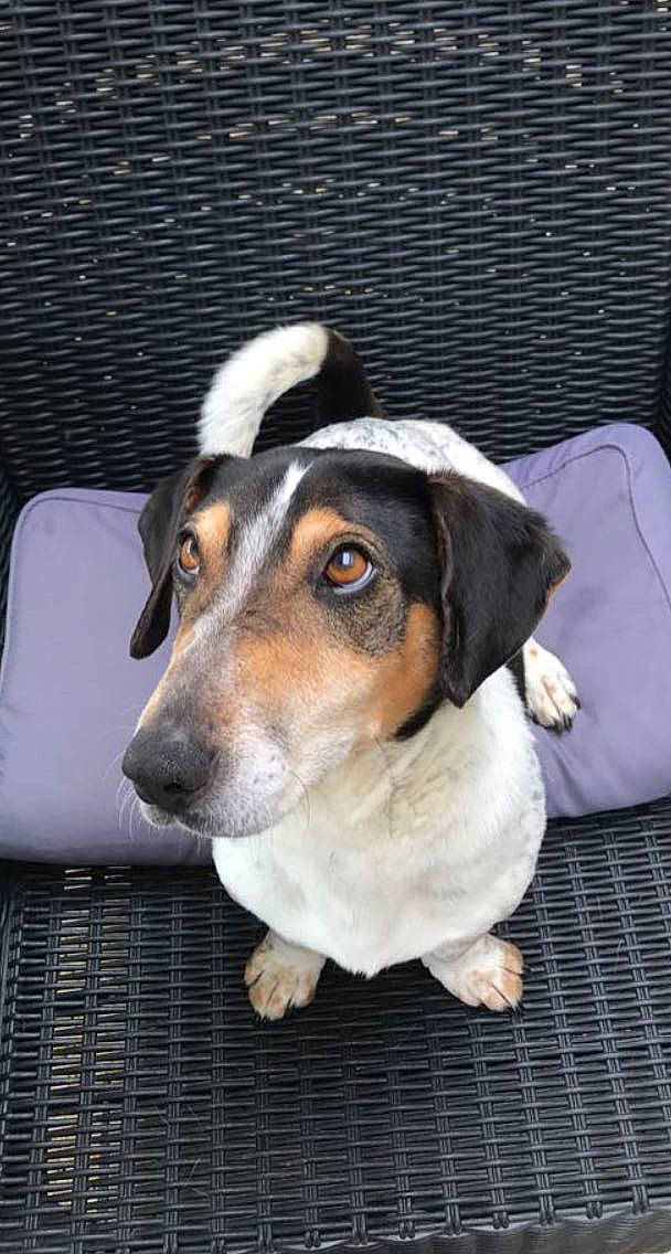 Disco a rejoint le concours — aidez-le/la à gagner de superbes lots ! carnivore, companion_dog, dog, dog_breed, scent_hound, snout, sporting_group, terrestrial_animal, whiskers