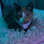 Prada is registered to the contest to win money with this photo: animal, bedroom, blanket, blue, blurred, cat, cozy, cute, domestic, feline, fluffy_cushion, fur, furniture, home, indoor, lying_down, pet, pink, resting, soft_lighting