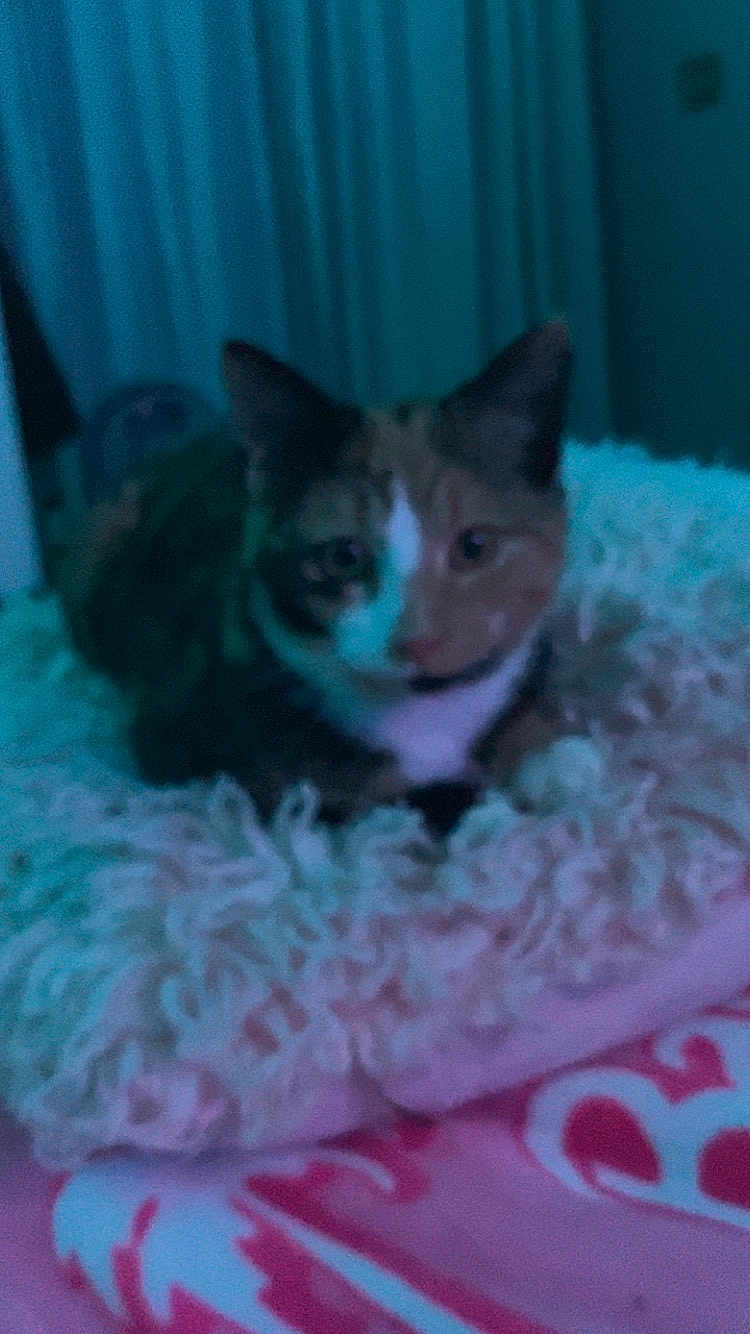 Prada is registered to the contest to win money with this photo: animal, bedroom, blanket, blue, blurred, cat, cozy, cute, domestic, feline, fluffy_cushion, fur, furniture, home, indoor, lying_down, pet, pink, resting, soft_lighting