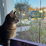 Tender is registered to the contest to win money with this photo: animal, car, cat, curious, daylight, domestic_cat, feline, greenery, indoor, looking_out, nature, outdoor, pet, plant, portrait, screen, side_view, sunlight, tabby, window