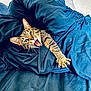 Tender is registered to the contest to win money with this photo: animal, bed, blanket, blue_bedding, cat, claws, cozy, cute, domestic_cat, ears, feline, fur, indoor, paw, resting, sleepy, stretching, tabby, whiskers, yawning