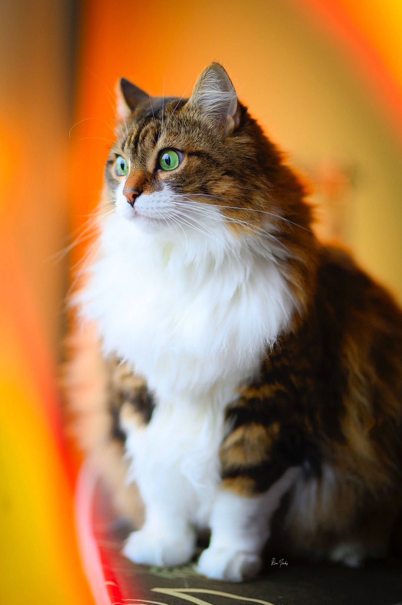 Hinata a rejoint le concours — aidez-le/la à gagner de superbes lots ! carnivore, cat, domestic_short_haired_cat, fawn, felidae, fur, grass, iris, sitting, small_to_medium_sized_cats, snout, tail, tree, whiskers, wildlife, wood