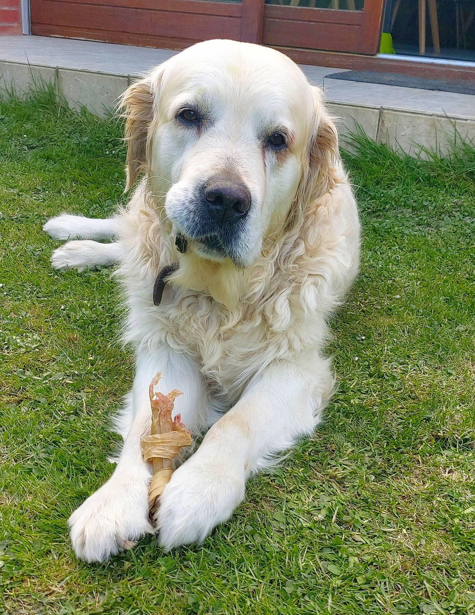 Harrius a rejoint le concours — aidez-le/la à gagner de superbes lots ! biting, canidae, carnivore, companion_dog, dog, dog_breed, fang, grass, gun_dog, livestock_guardian_dog, plant, snout, sporting_group, terrestrial_animal, working_dog