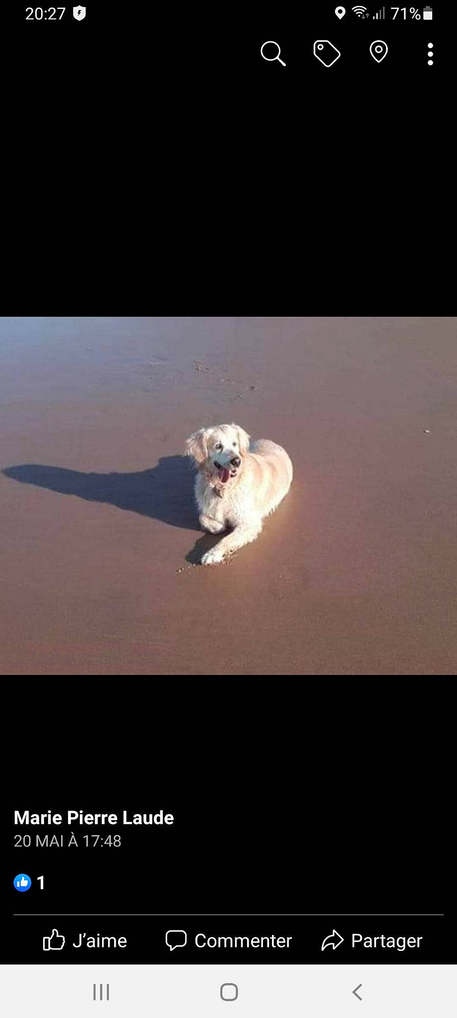 Harrius a rejoint le concours — aidez-le/la à gagner de superbes lots ! carnivore, cloud, companion_dog, darkness, dog, dog_breed, font, horizon, landscape, paw, shadow, sky, toy_dog