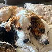 Baïa a rejoint le concours — aidez-le/la à gagner de superbes lots ! animal, black, brown, closeup, companion, couch, cozy, cute, dog, friendship, fur, indoors, pet, pillow, puppy, relaxing, resting, sleeping, snuggling, white