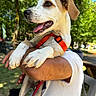 Baïa participe au concours pour gagner de l'argent avec cette photo : animal, arm, canine, close_up, daytime, dog, greenery, happy, holding, nature, orange_harness, outdoor, park, person, pet, puppy, sunlight, tongue_out, trees, white_shirt