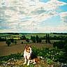 animal, canine, clouds, daytime, dog, field, grass, greenery, hiking, hill, landscape, leash, nature, outdoor, pet, rocks, rural, scenery, sky, wildflowers