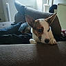 animal, brown_and_white, companion, couch, cozy, cushion, dog, domestic, ears, furniture, home, indoor, looking_down, paw, pet, quiet, relaxed, resting, soft_light, window