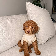 Zero joined the competition — help win amazing prizes! puppy, dog, brown_fur, curly_fur, sweater, beige, couch, cushion, indoor, plant, pet, cute, small_dog, seated, cozy, living_room, fur_texture, animal, portrait, domestic_animal
