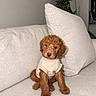 puppy, dog, brown_fur, curly_fur, sweater, beige, couch, cushion, indoor, plant, pet, cute, small_dog, seated, cozy, living_room, fur_texture, animal, portrait, domestic_animal