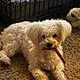 dog, white_dog, small_dog, curly_fur, chew_stick, carpet, dog_crate, stuffed_toy, indoor, pet_bed, cute, portrait, looking_at_camera, resting, paws, muzzle, cozy, household, pet, companion