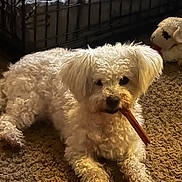 Yogi joined the competition — help win amazing prizes! dog, white_dog, small_dog, curly_fur, chew_stick, carpet, dog_crate, stuffed_toy, indoor, pet_bed, cute, portrait, looking_at_camera, resting, paws, muzzle, cozy, household, pet, companion