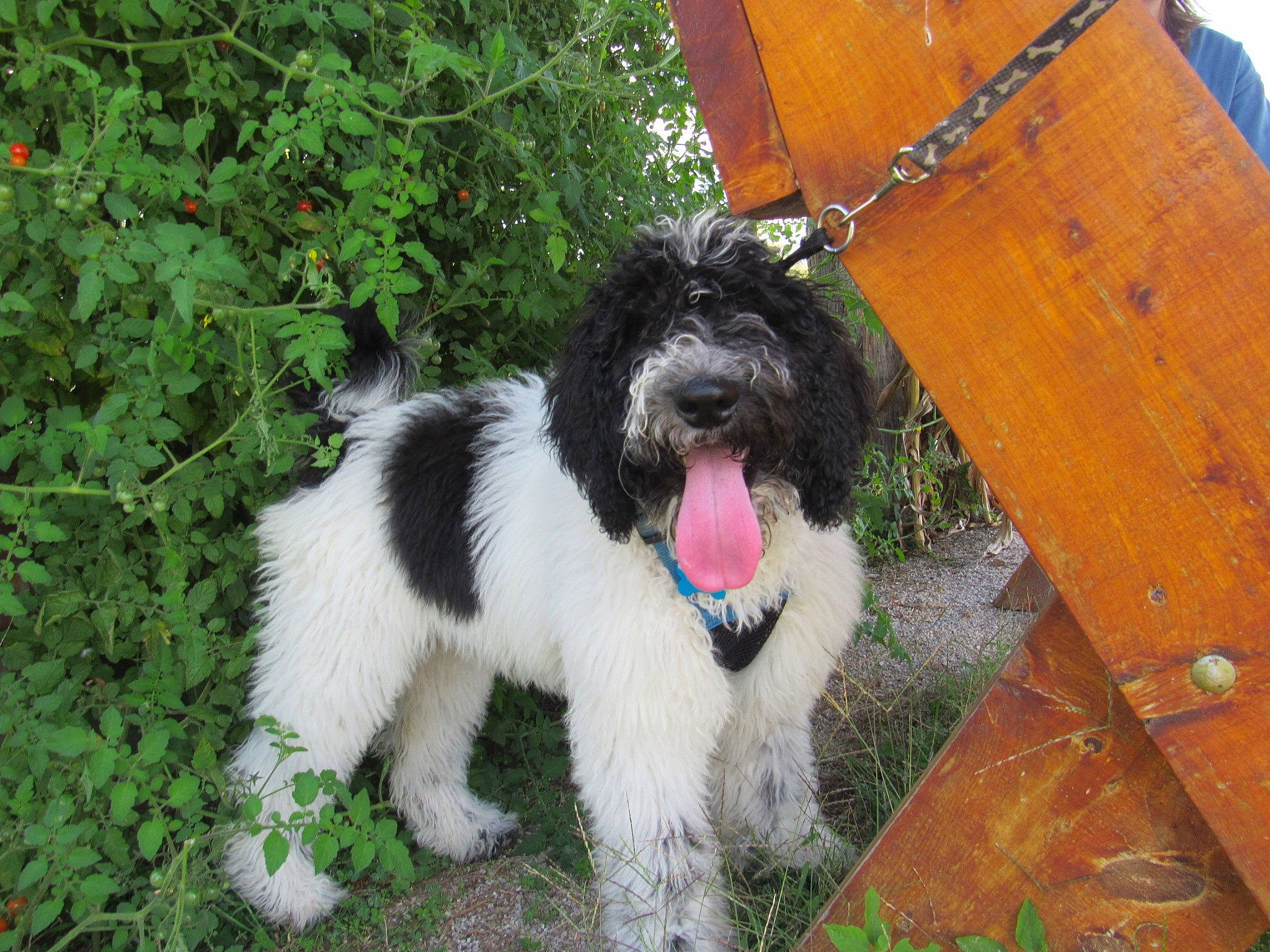 Edie is registered to the contest to win money with this photo: canidae, carnivore, collar, companion_dog, dog, dog_breed, dog_collar, fur, paw, pet_supply, snout, sporting_group, terrier, tongue, toy_dog, vertebrate, water_dog, wood_stain, working_animal, working_dog