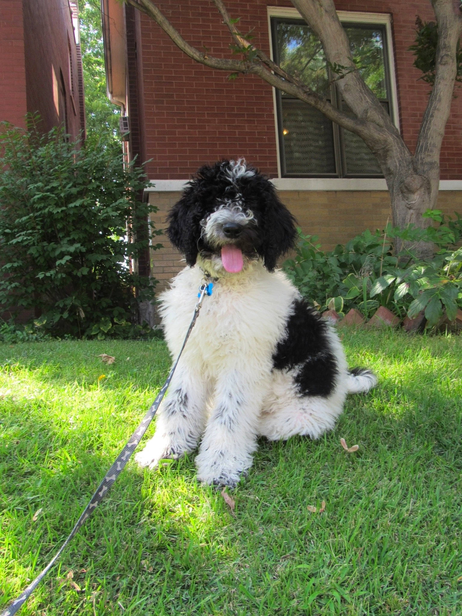 Edie joined the competition — help win amazing prizes! backyard, canidae, carnivore, companion_dog, dog, dog_breed, fur, garden, lawn, poodle, snout, sporting_group, tongue, vertebrate, water_dog, working_animal, working_dog, yard