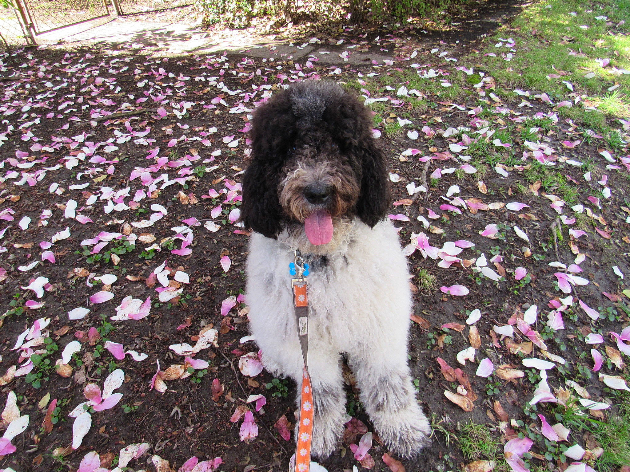 Edie is registered to the contest to win money with this photo: canidae, carnivore, collar, companion_dog, dog, dog_breed, dog_collar, fur, groundcover, mammal, pink, poodle_crossbreed, shih_poo, snout, sporting_group, terrier, tongue, toy_dog, water_dog, working_animal