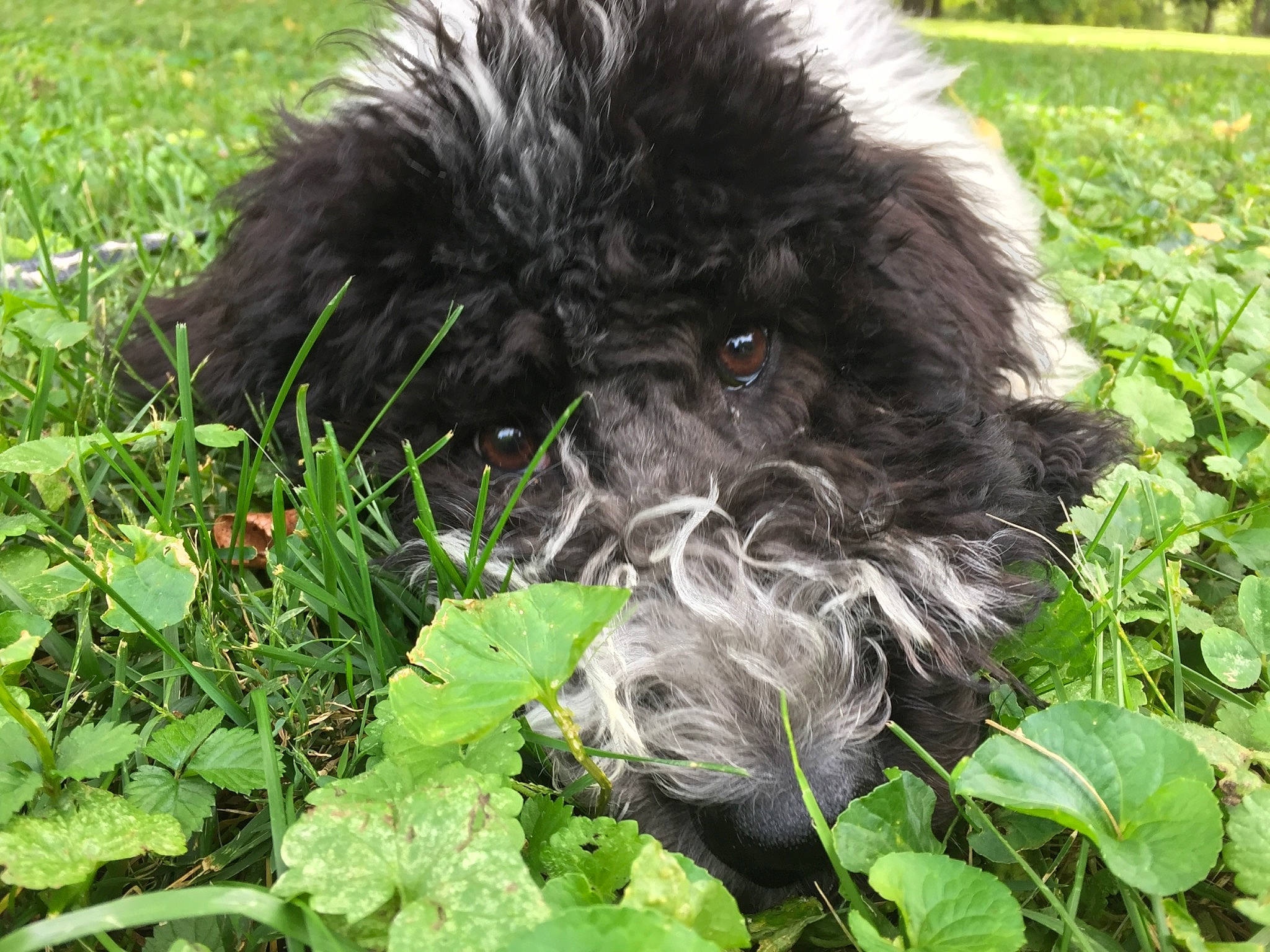 Edie is registered to the contest to win money with this photo: annual_plant, canidae, carnivore, companion_dog, dog, dog_breed, fur, grass, groundcover, leaf, mammal, non_sporting_group, puppy, snout, sporting_group, terrestrial_animal, toy_dog, vertebrate, water_dog, working_animal