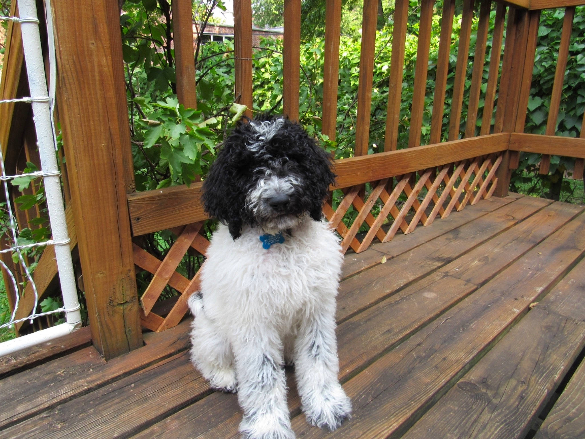 Edie joined the competition — help win amazing prizes! canidae, carnivore, companion_dog, dog, dog_breed, hardwood, maltepoo, mammal, non_sporting_group, puppy, small_terrier, snout, sporting_group, terrier, toy_dog, water_dog, wood, wood_stain, working_animal, yorkipoo