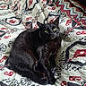 Binx is registered to the contest to win money with this photo: cat, black_cat, pet, animal, feline, indoor, blanket, patterned_blanket, green_eyes, lying_down, resting, cozy, cute, domestic_animal, fur, whiskers, bed, comfort, relaxed, looking_at_camera